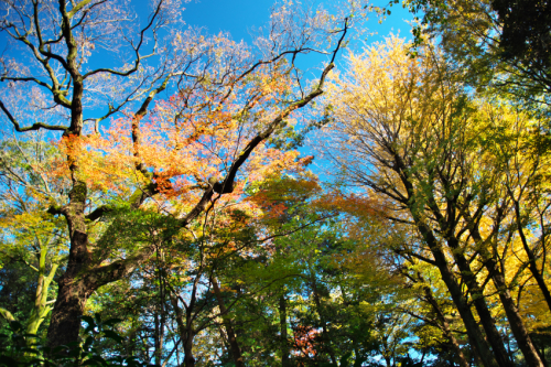 文京区　六義園の紅葉2_a0263109_19340912.jpg