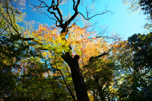 文京区　六義園の紅葉2_a0263109_19340924.jpg