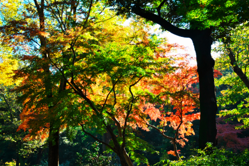 文京区　六義園の紅葉2_a0263109_19341036.jpg