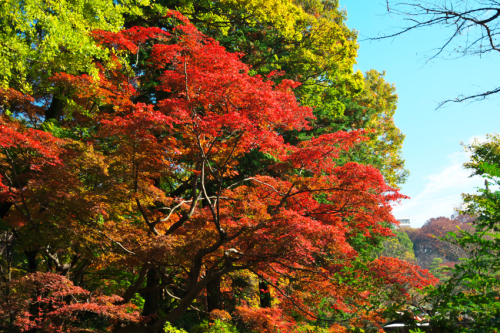 文京区　六義園の紅葉2_a0263109_19341211.jpg