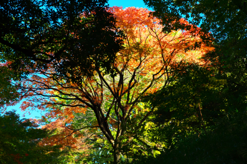 文京区　六義園の紅葉2_a0263109_19341258.jpg