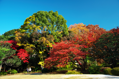 文京区　六義園の紅葉2_a0263109_19345619.jpg