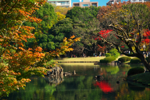 文京区　六義園の紅葉2_a0263109_19345629.jpg