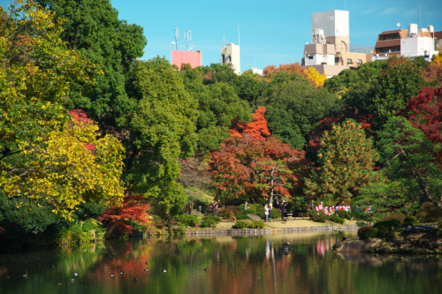 文京区　六義園の紅葉2_a0263109_19345796.jpg