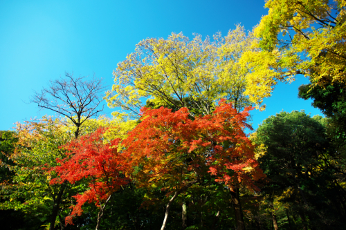 文京区　六義園の紅葉2_a0263109_19345873.jpg