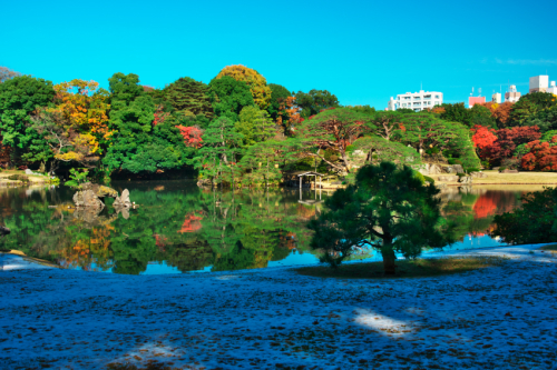 文京区　六義園の紅葉2_a0263109_19345931.jpg