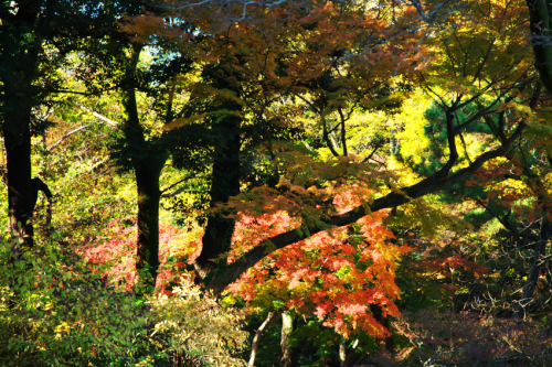 文京区　六義園の紅葉2_a0263109_19350042.jpg