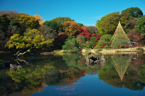 文京区　六義園の紅葉2_a0263109_19350186.jpg