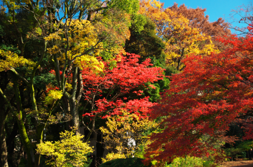 文京区　六義園の紅葉2_a0263109_19355044.jpg