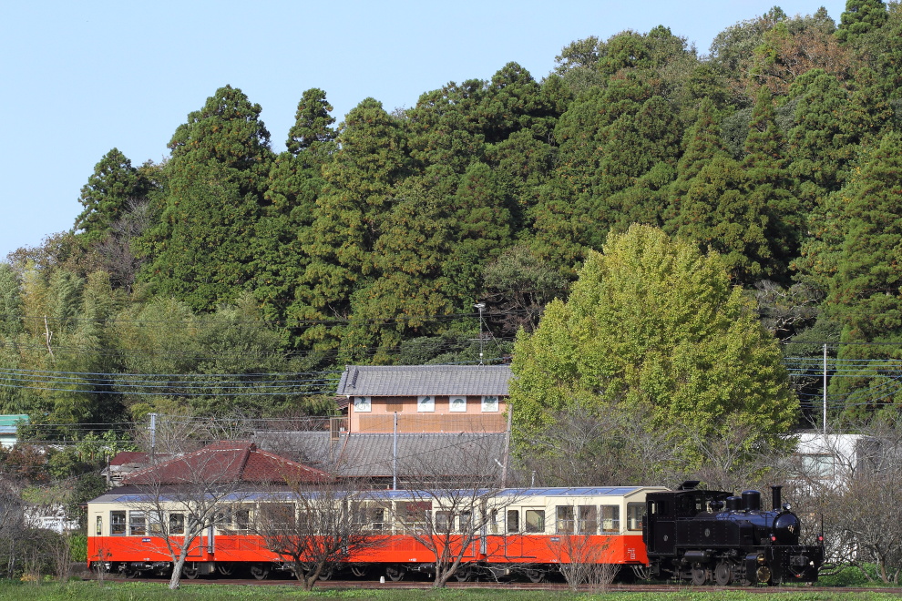 銀杏の駅 - 2016年晩秋・小湊鉄道 - _b0190710_21222065.jpg