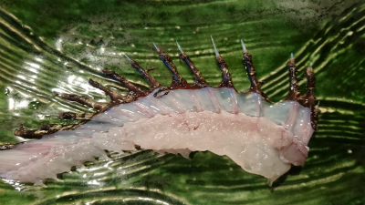 おこぜ_f0157910_16323346.jpg
