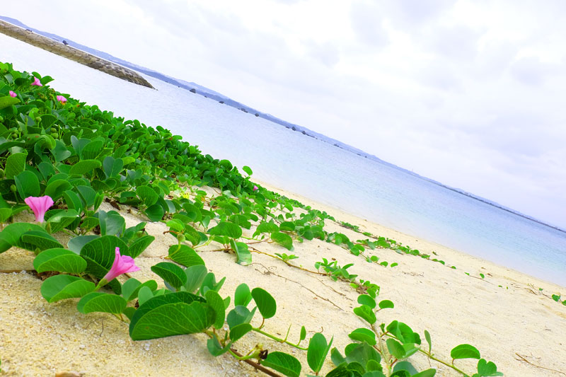 Power of Okinawa._d0174911_1145656.jpg