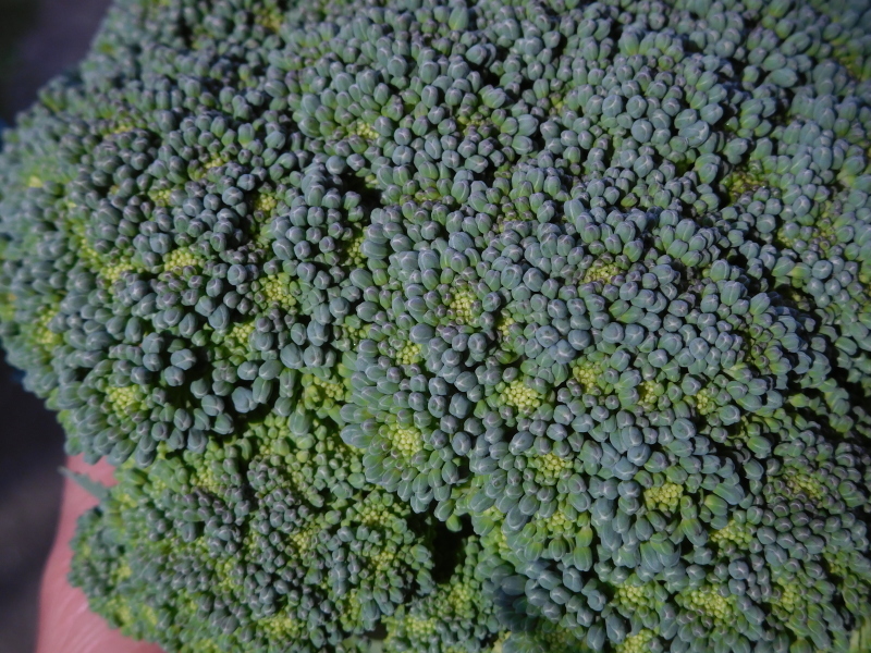 a0125419_06151716.jpg