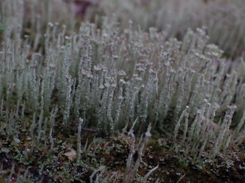 e0352220_21462477.jpg