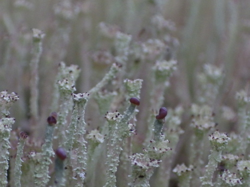 e0352220_21465404.jpg