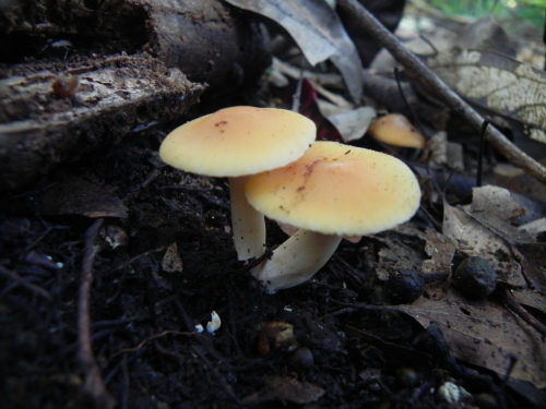 e0352220_21571343.jpg
