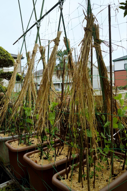 ■我が家のプランター菜園のご紹介【庭でも 野菜各種をプランター作りしています♪】_b0033423_1011553.jpg