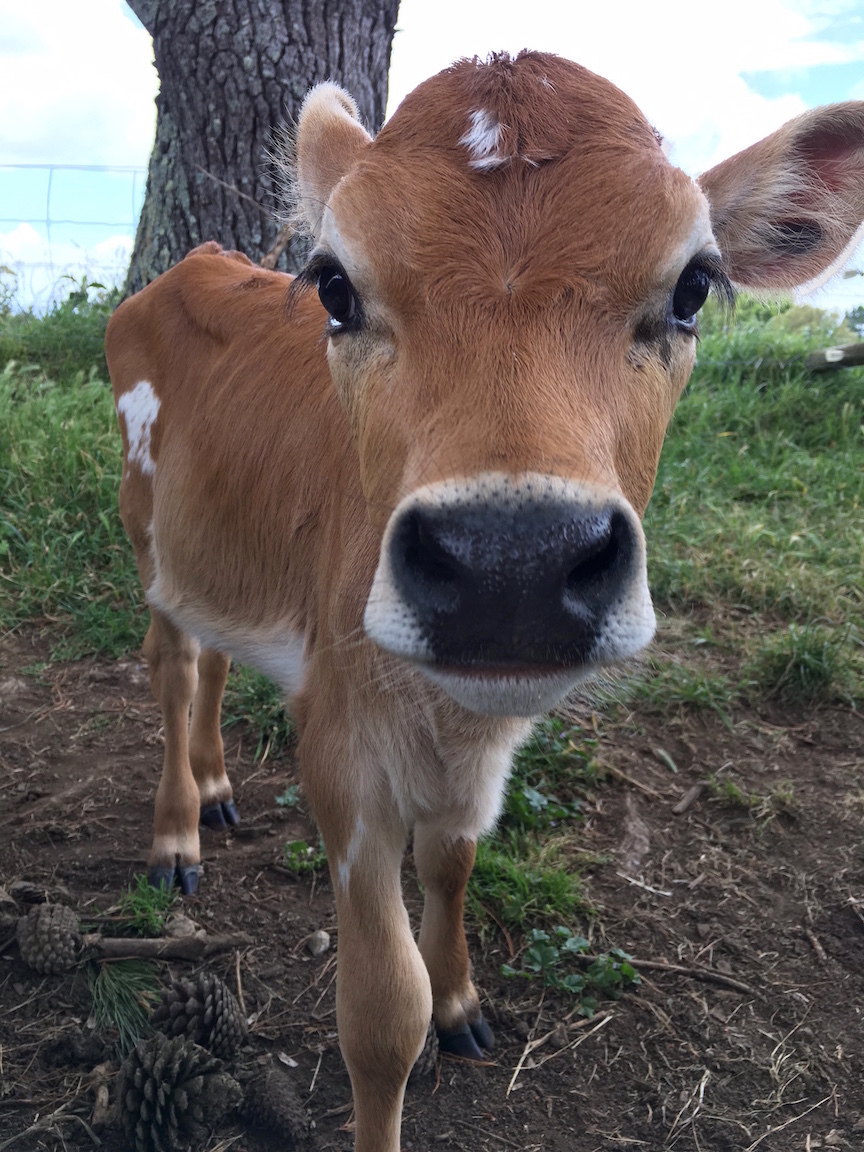 ２０１６年最後の月、ファームの風景／ The Farm Scene on December 2016_e0310424_19153702.jpg