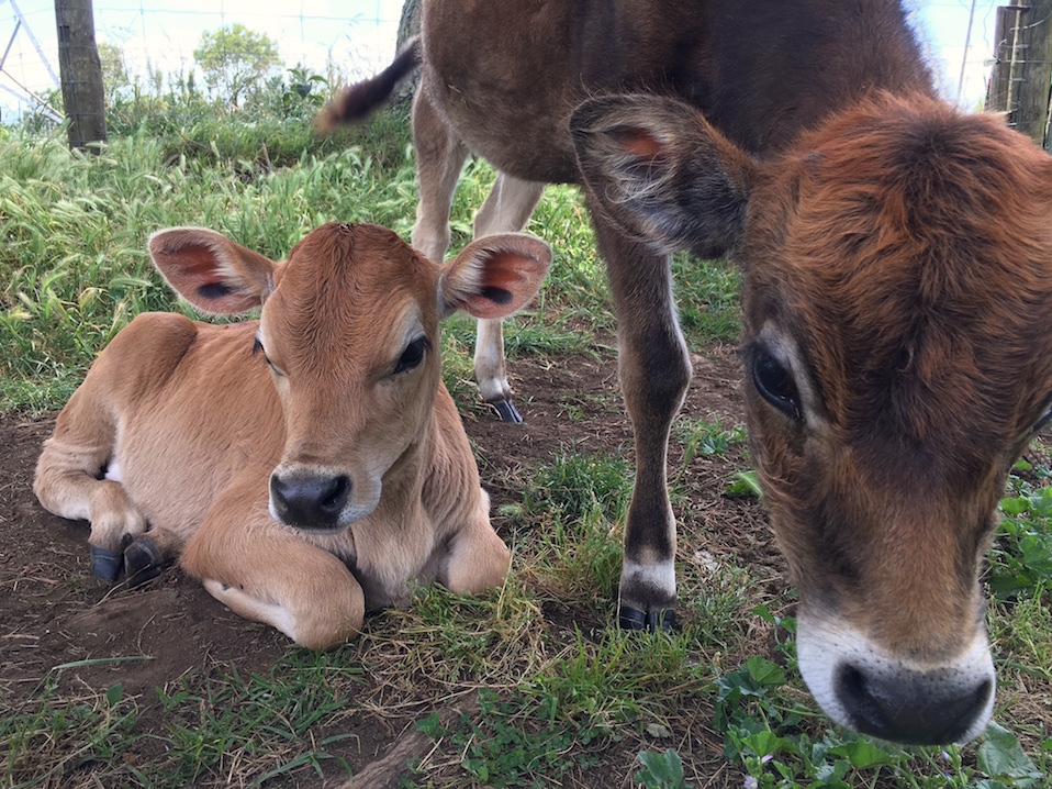 ２０１６年最後の月、ファームの風景／ The Farm Scene on December 2016_e0310424_19293922.jpg