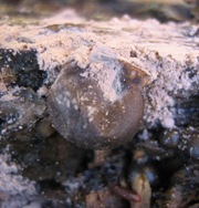f0157327_12461221.jpg