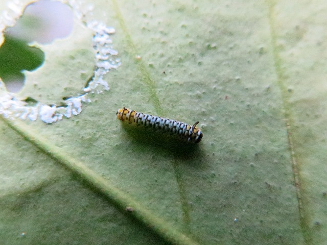 f0177529_228027.jpg
