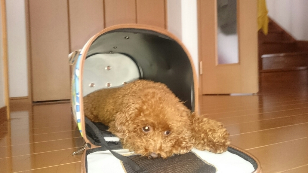 犬も狭いところが好き トイプードル スピカの日記 犬も狭いところが好き トイプードル スピカの日記