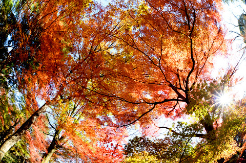 平林寺紅葉2016_c0001937_20222299.jpg