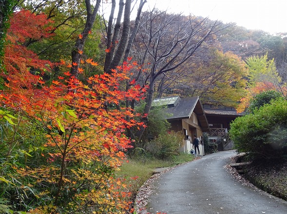 ほしだ園地 星のブランコの紅葉 彩の気まぐれ写真