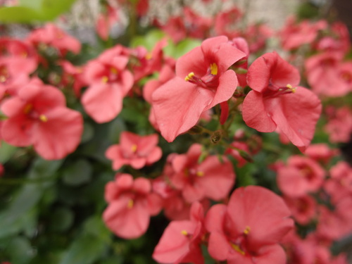 c0264343_2322513.jpg