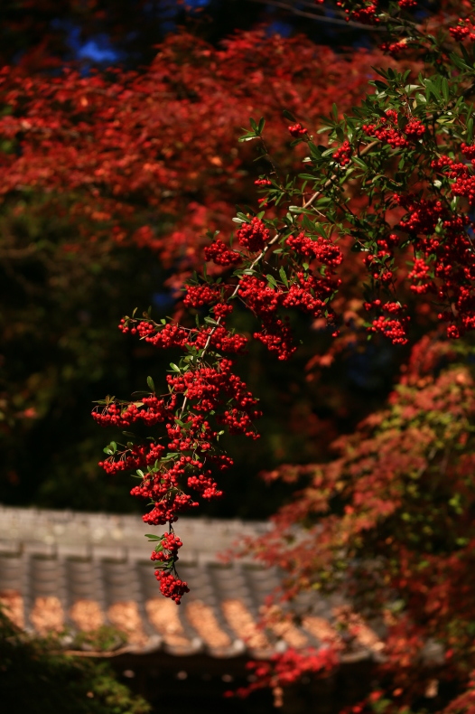 　晩秋の寺_c0347546_20195845.jpg