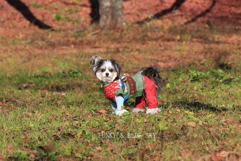 チポうさぎが飛んで来る～～～♪_c0145250_11285841.jpg