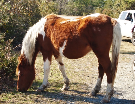 シンコティーグ島の幻の野生馬 Machi Diary