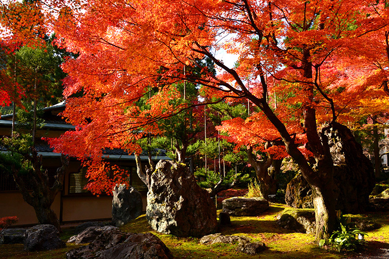 鷹峰 しょうざんリゾート京都 紅葉 ちょっとそこまで