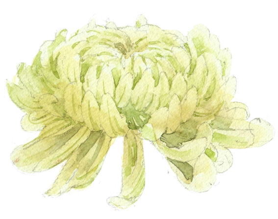 花の上手な描き方 福井良佑の水彩画 Watercolor Terrace