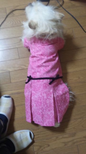ワンコの話_e0355177_15471091.jpg