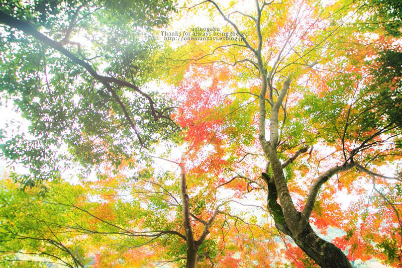 yamatoji-fall*****_d0145990_14392512.jpg