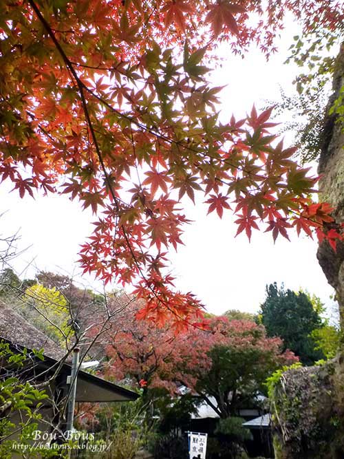 秋の鎌倉〜東慶寺・浄智寺_d0128697_242424.jpg