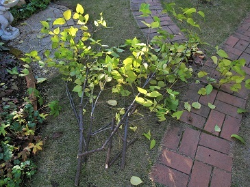 c0117898_18555251.jpg
