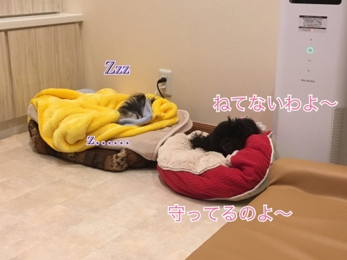 d0269898_16360501.jpeg