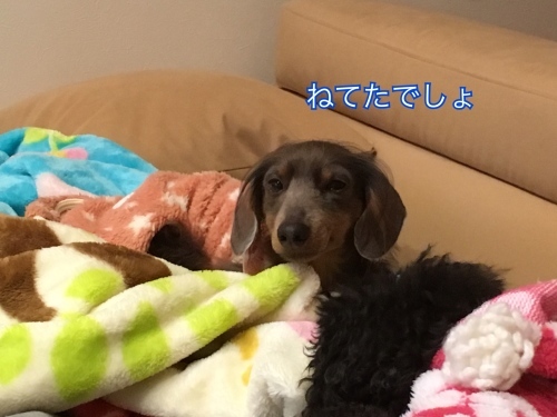 d0269898_16375308.jpeg