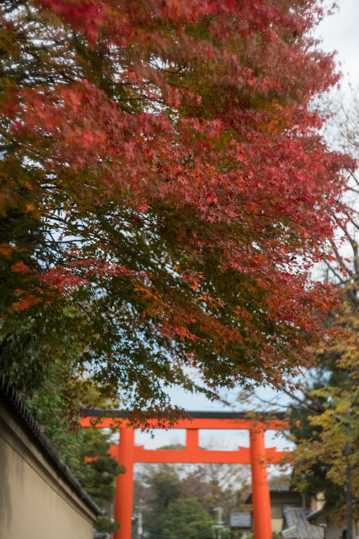 京都・紅葉 (2016年)  (4)_b0221605_19492929.jpg