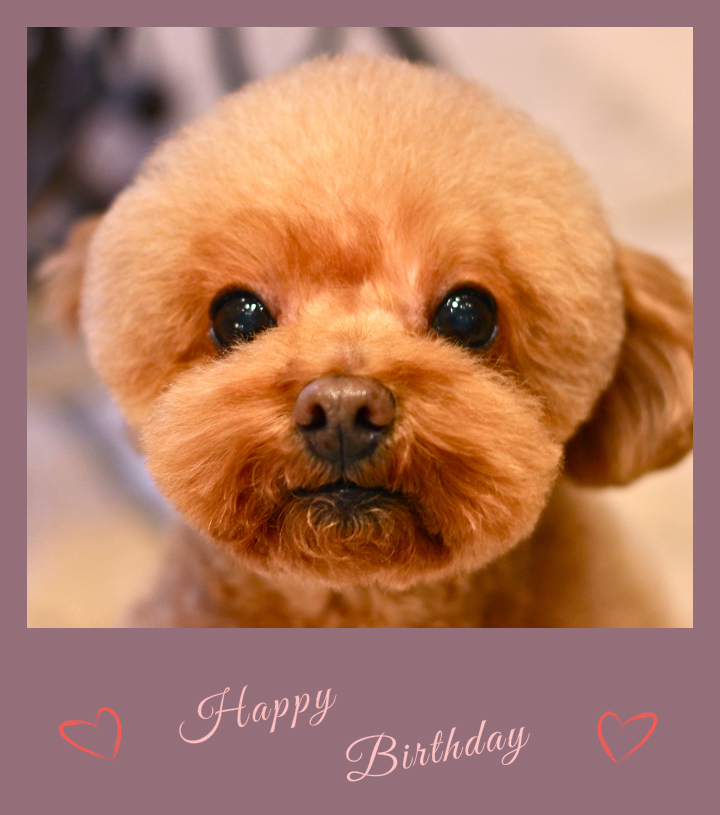 Happy Birthdayピュアちゃん♡_d0060413_19534044.jpg