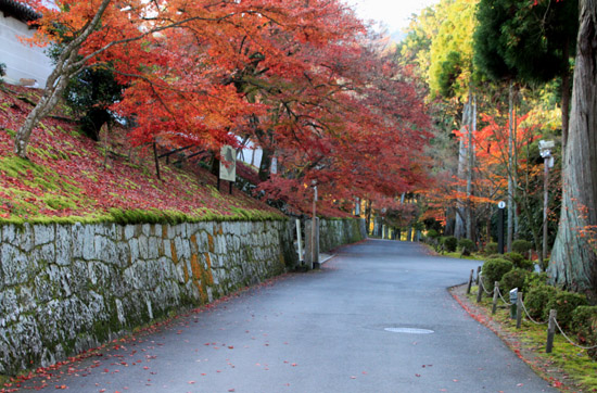 紅葉探訪25 紅葉終了 _e0048413_21131726.jpg