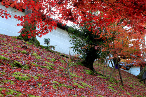 紅葉探訪25　紅葉終了　_e0048413_21132769.jpg