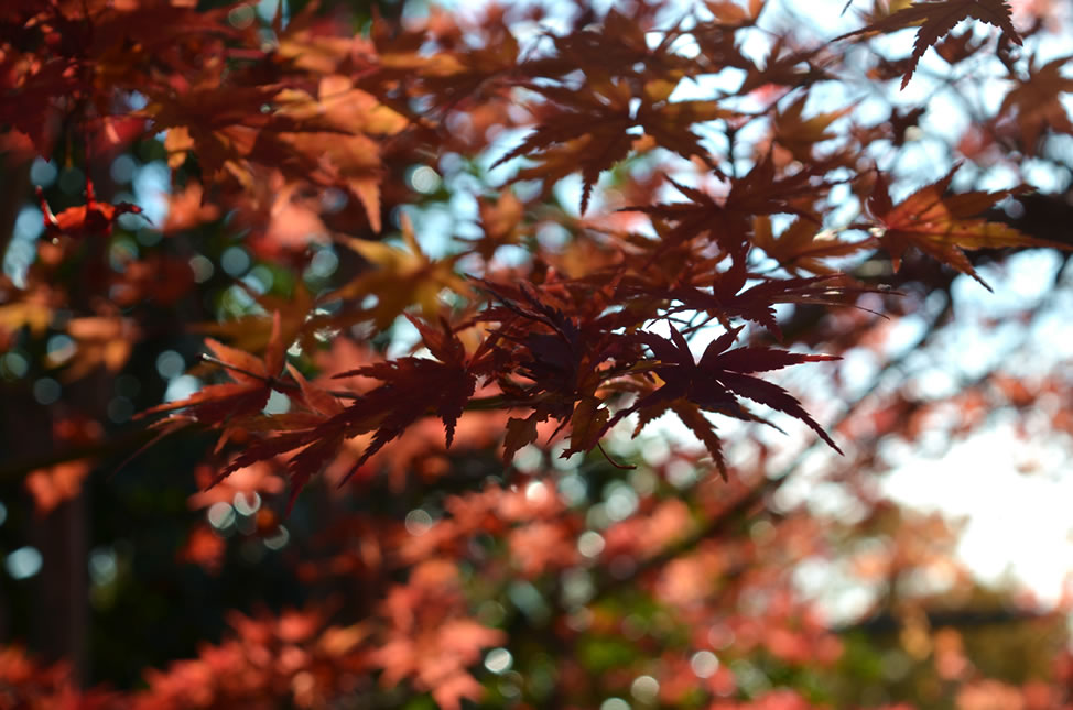 近所の公園へ　お散歩がてらのもみじ狩り_d0207515_22153737.jpg