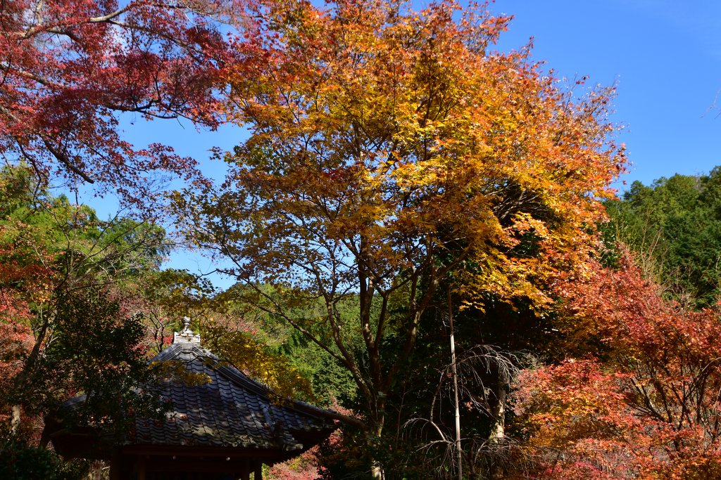 直指庵の紅葉　　　　大人の遠足　その１　　　_d0072720_23294848.jpg