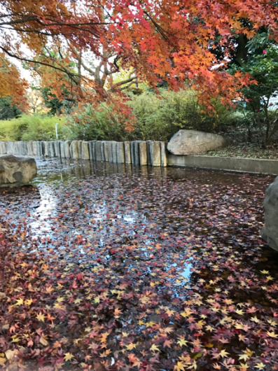 我が愛犬びすけと都立東大和南公園をお散歩 平成28年12月1日金曜日晴天_c0156021_20212821.jpg