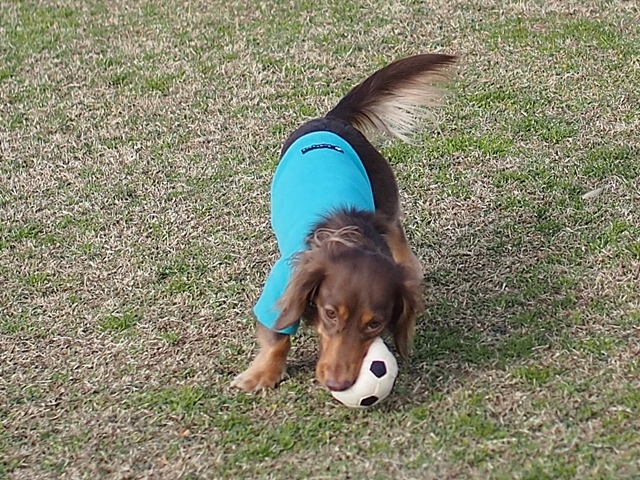 c0117831_17305715.jpg