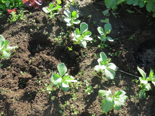 そら豆の苗を本植えにしました 光さんの日常