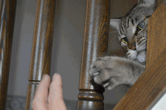 c0136736_11585620.gif